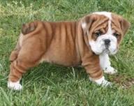 English Bulldog Puppies available for adoption 